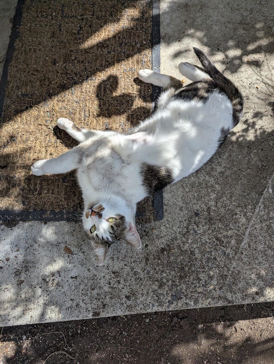Found cat