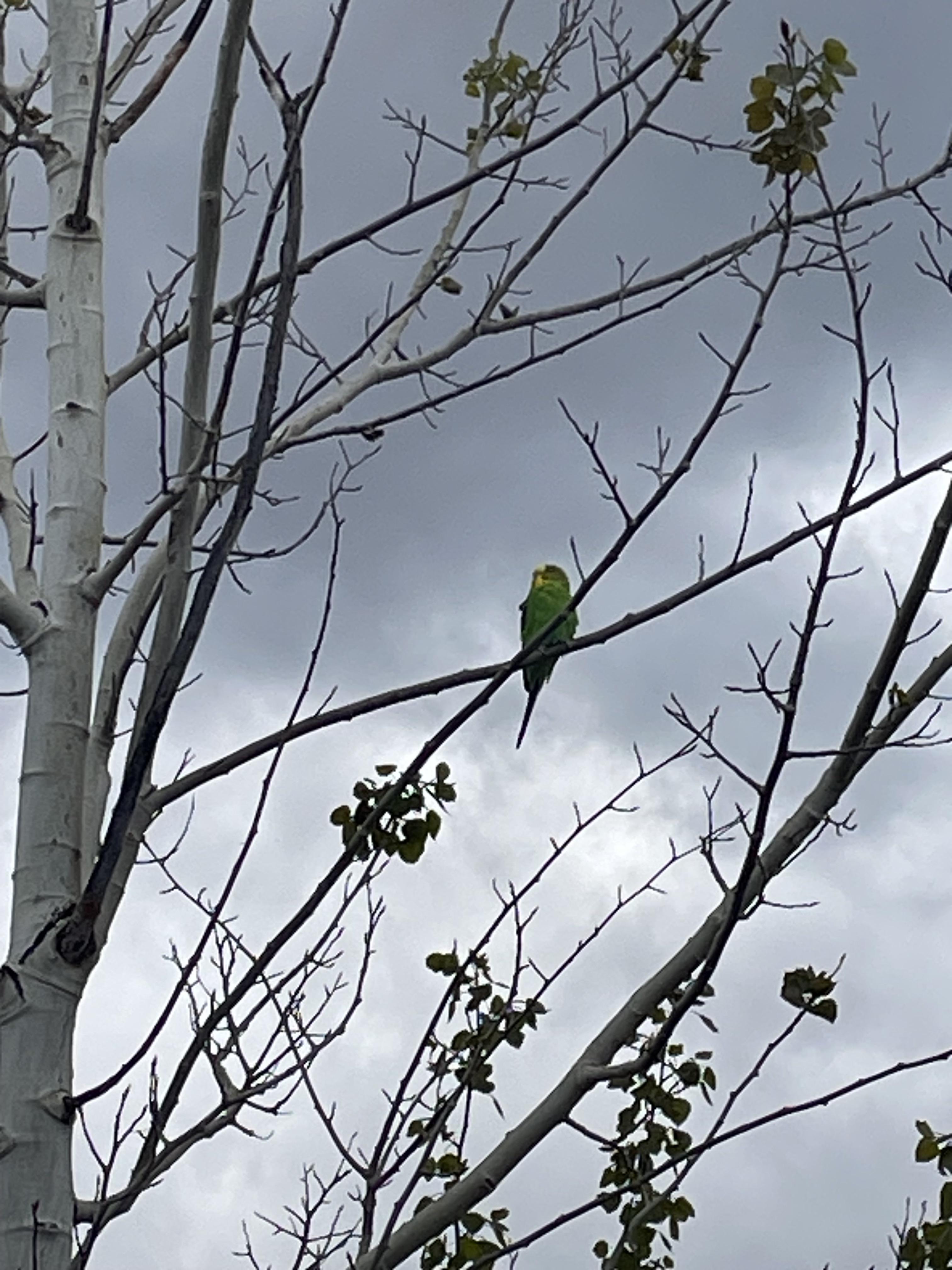 Found bird