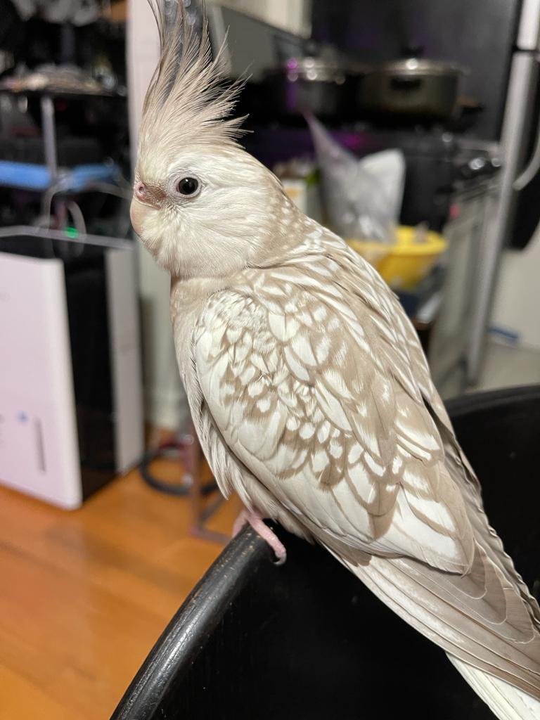 Lost bird
