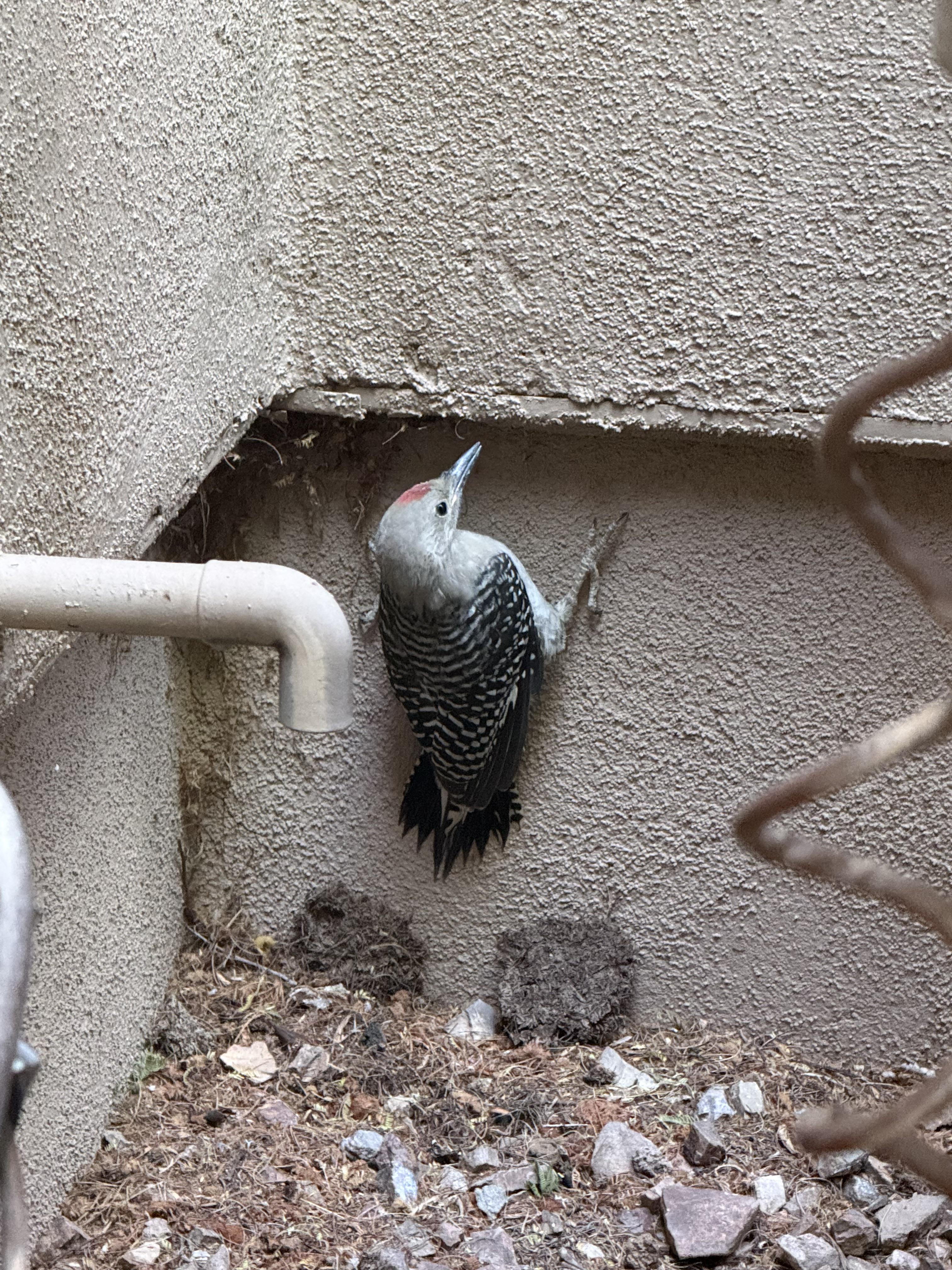 Found bird