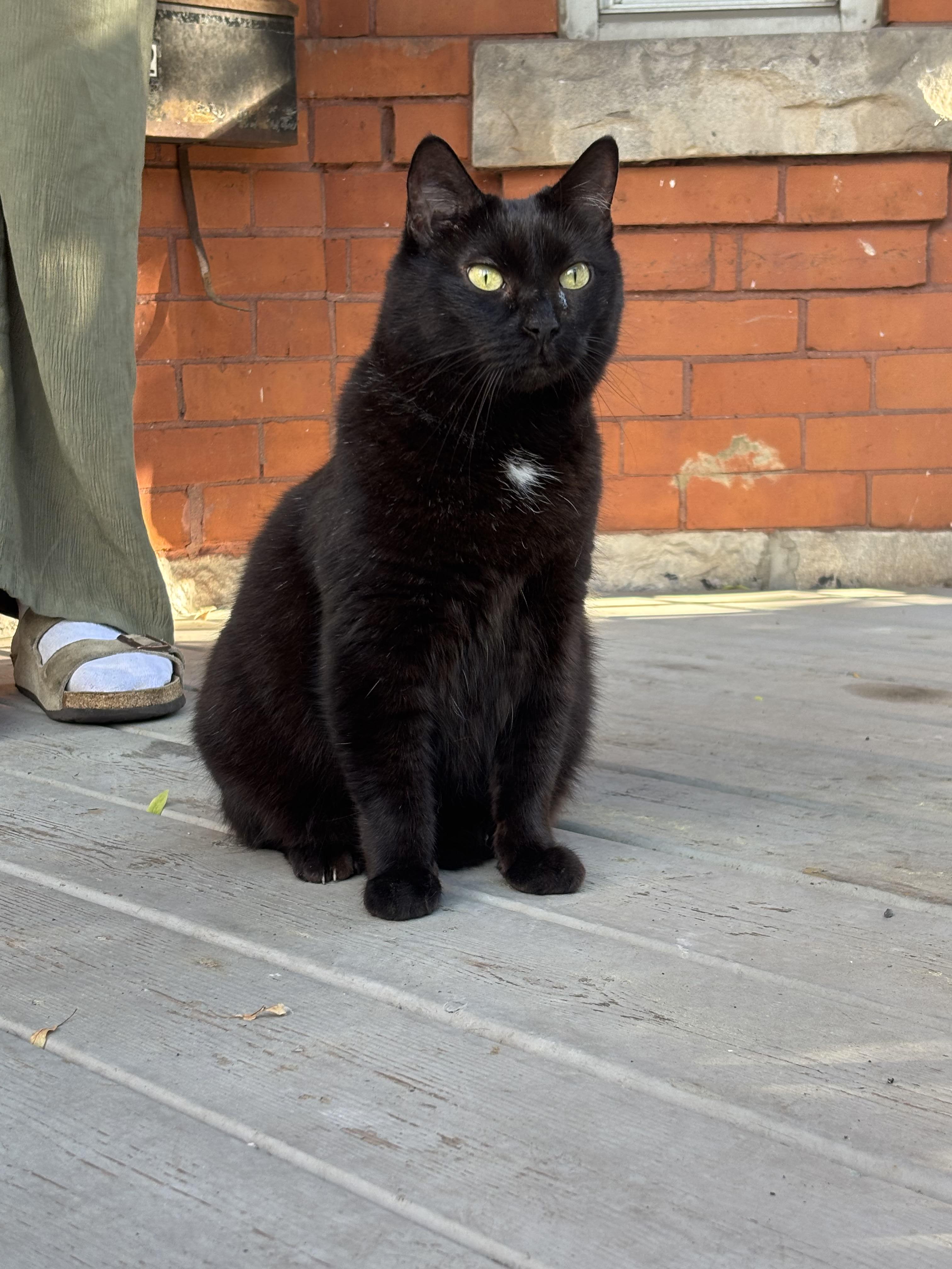 Found cat