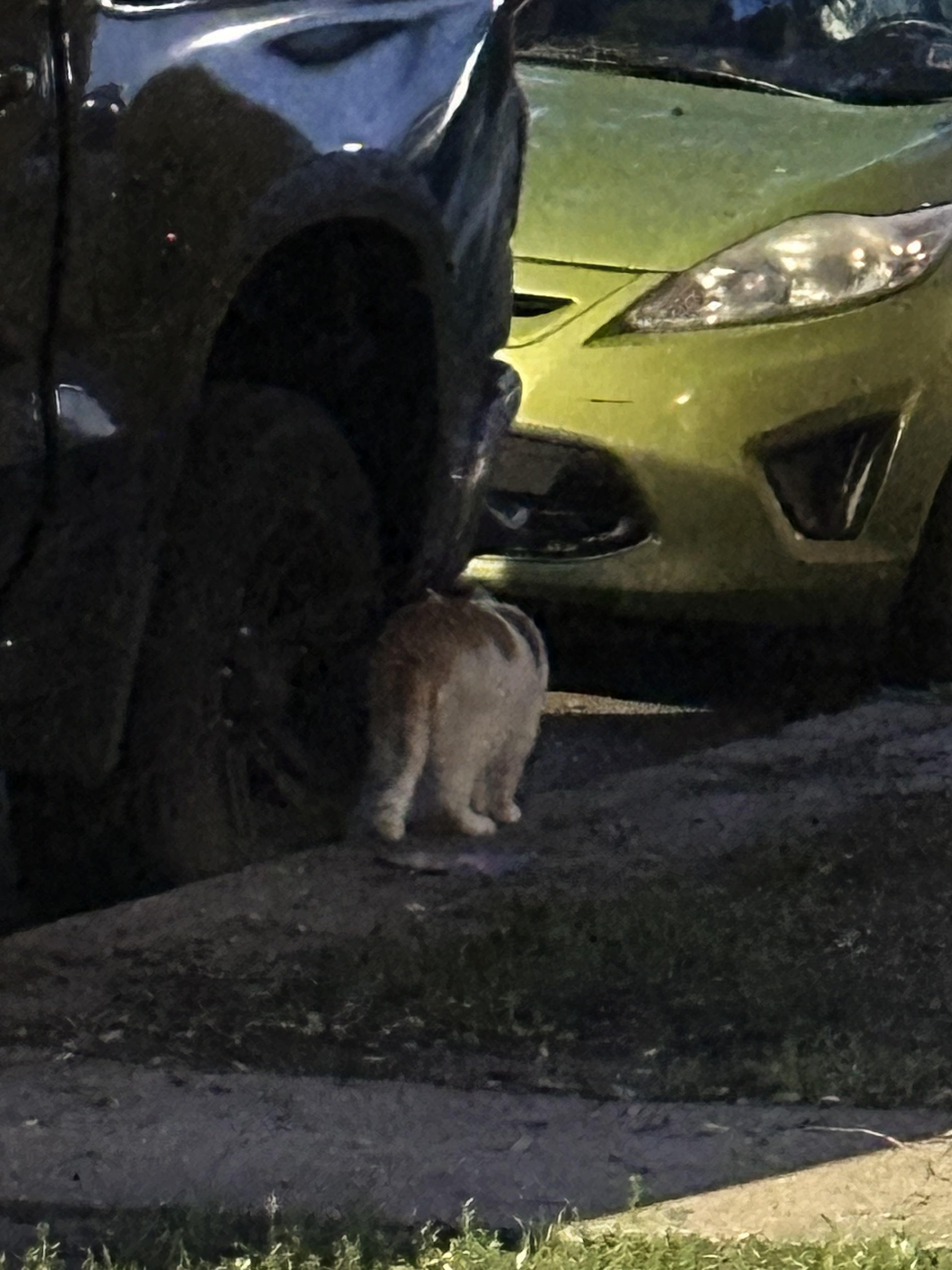 Found cat