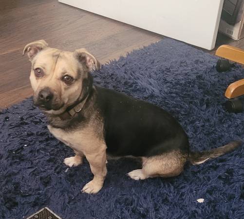 Lost dog