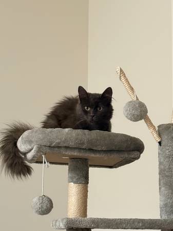 Lost cat