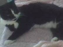 Found Cat in Brunswick