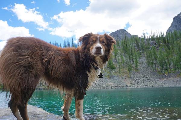 Lost dog