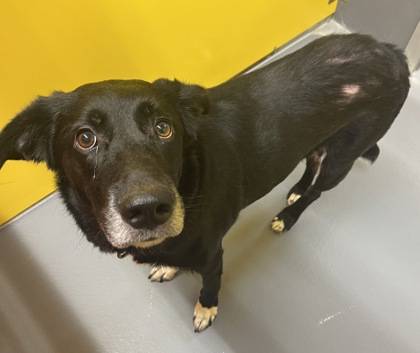 Found dog