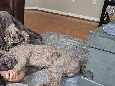Lost dog
