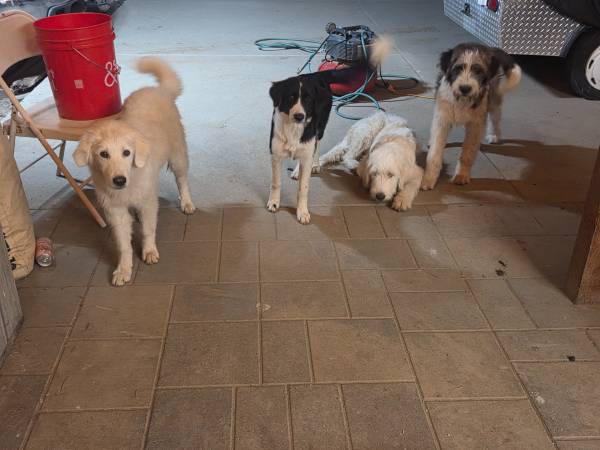 Found Dogs in Bonsall