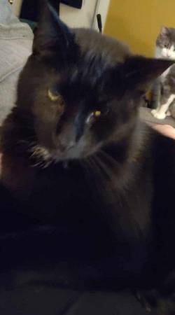 Lost cat