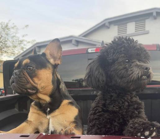 Lost dog