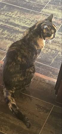 Lost cat