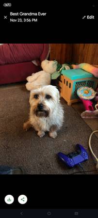 Lost dog