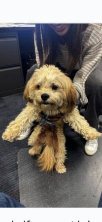 Lost dog