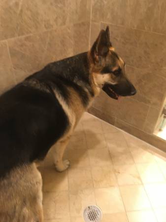 Lost dog