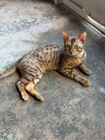 Lost cat