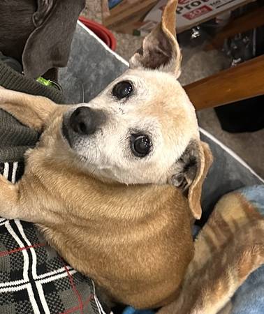 Lost dog