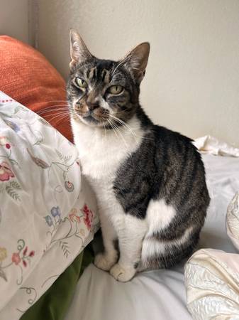 Lost Cat in Yachats