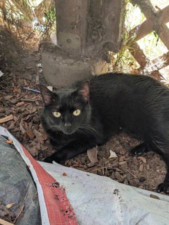 Lost cat