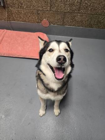 Found dog