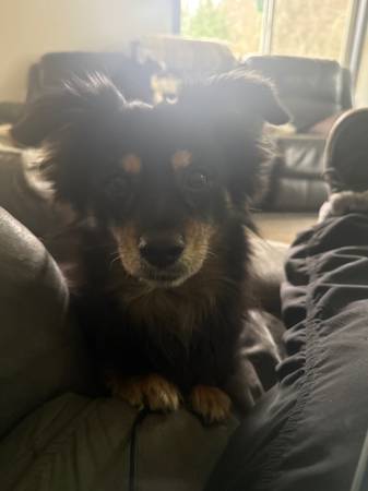 Lost Pet in Vancouver