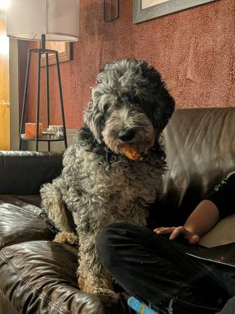 Lost Dog in Trinity