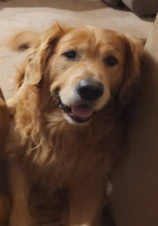 Lost dog