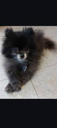 Lost Dog in Lubbock