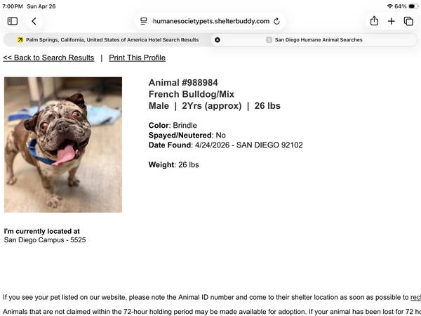 Found dog