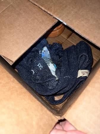 Found bird