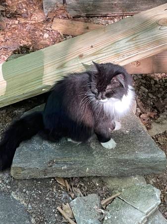 Lost cat