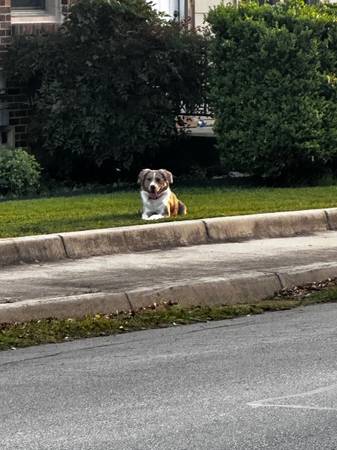 Found dog