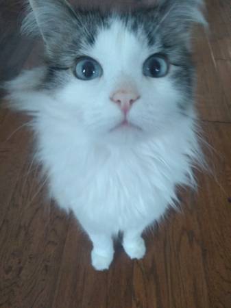 Lost Cat in Creekside Mobile Home Park