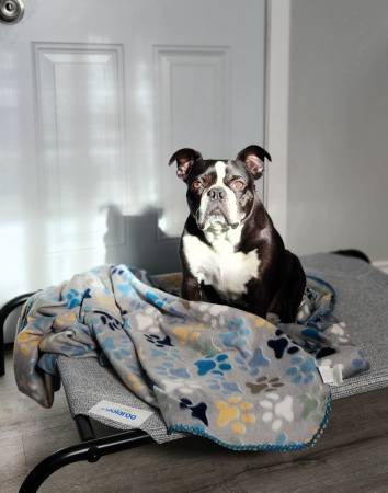 Lost dog