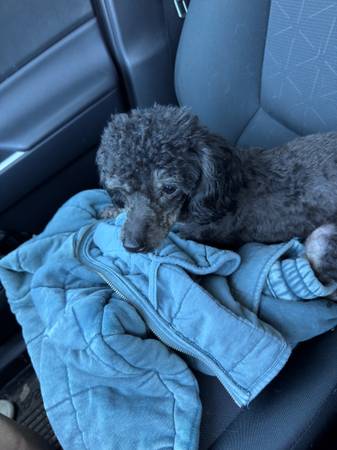 Found Dog in Forest Lake