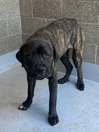Found dog