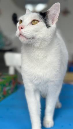 Lost Cat in Ypsilanti