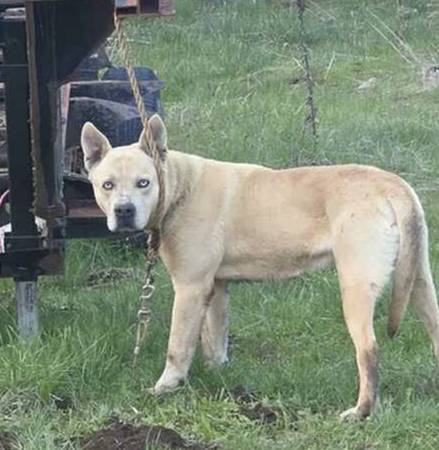 Found dog