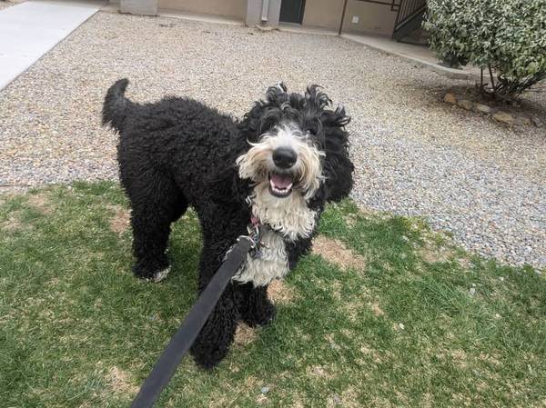 Lost dog