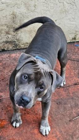 Found dog