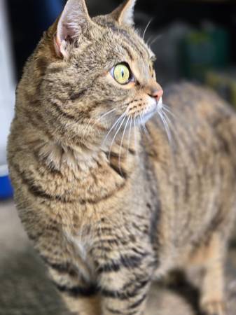 Lost cat