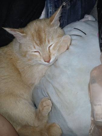 Lost Cat in Asheville