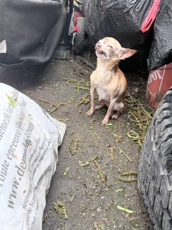 Found dog