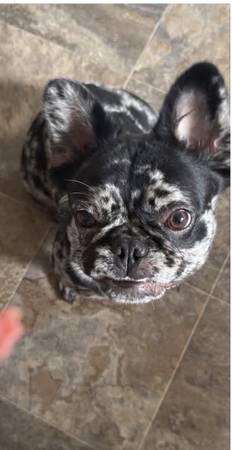 Lost Dog in Wenatchee