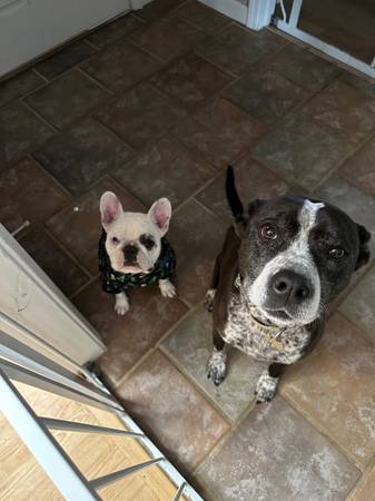 Lost dog
