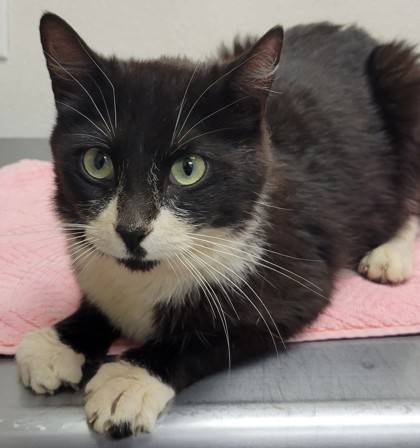 Found cat