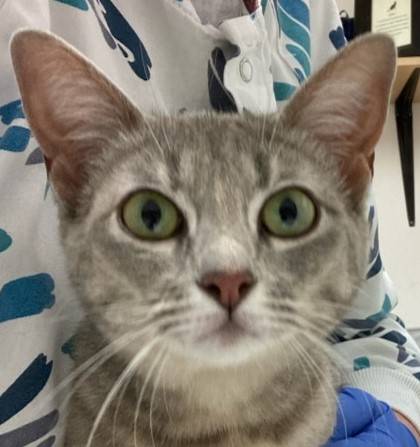 Found cat