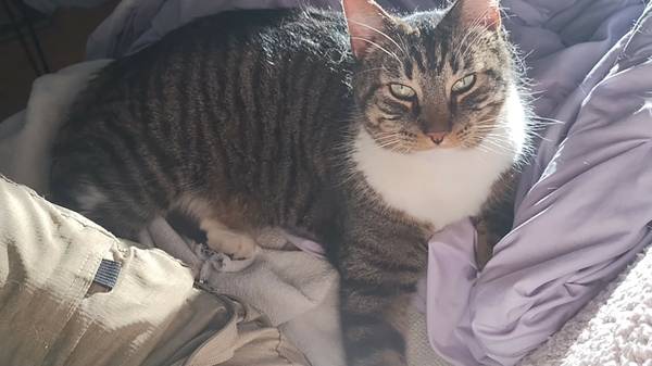 Found cat