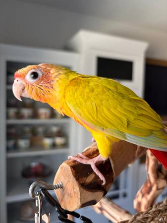 Lost Bird in Laurel Vistas