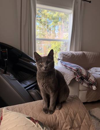 Lost cat